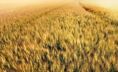 Field of wheat at sunset Stock Photos