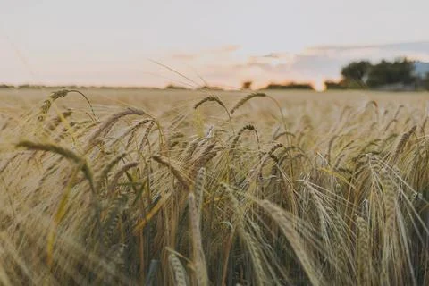 A field of wheat at sunset Stock Photos