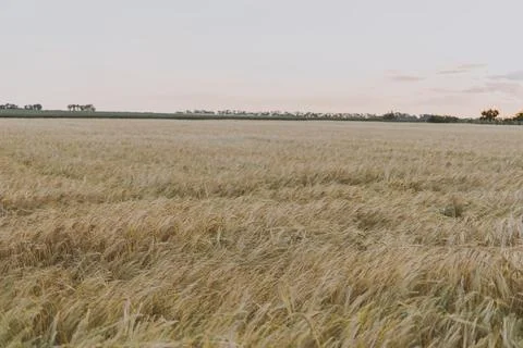 A field of wheat at sunset Stock Photos