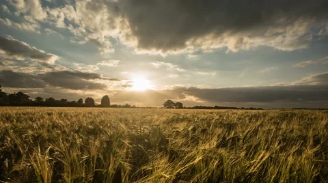 Field of wheat at Sunset Timelapse Vidéo 56056478
