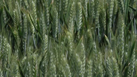 The field wheat swayed in the wind Stock Footage 241081571