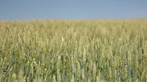 The field of wheat is swaying from the wind Stock Footage 77235675
