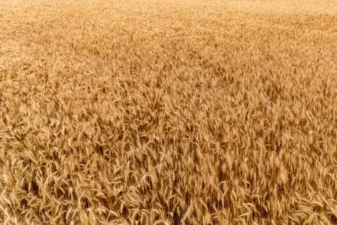 Field of wheat swaying in the wind. Stock Photos
