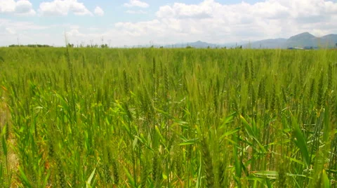 Field of wheat time lapse Stock Footage 63862061