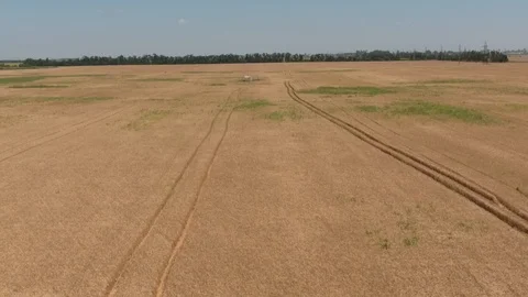Field of wheat, a top view Stock Footage 95873518