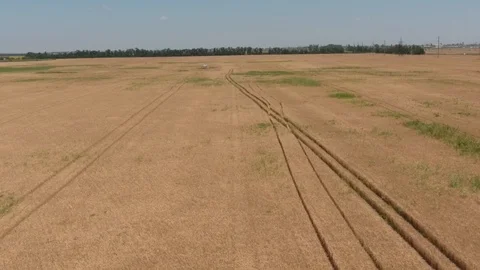 Field of wheat, a top view Stock Footage 95923987