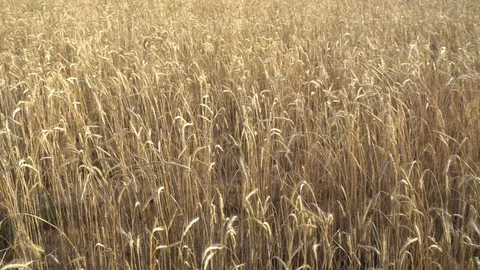 Field Of Wheat. Turkey Stock Footage 91378918