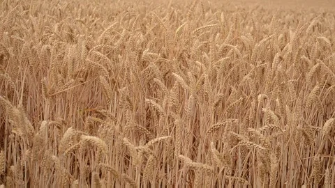 Field of wheat, UK, static shot Video stock 91622079