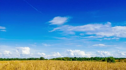 Field of wheat under the blue sky with clouds. Time lapse. 库存影片 92089622