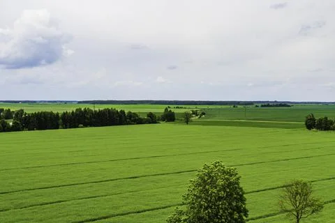 A Field of Wheat Under the Blue Sky and Clouds Next to the Track Stock Photos