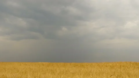 Field of wheat under storm front moves across an open field bringing rain. Ti Stock Footage 65722982