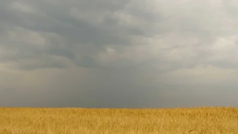 Field of wheat under storm front moves across an open field bringing rain. 스톡 동영상 70008840