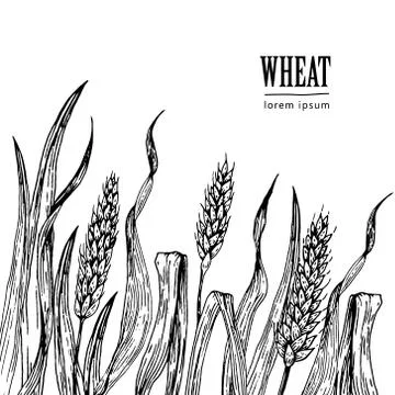 Field of Wheat vector illustration Stock Illustration