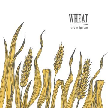 Field of Wheat vector illustration Stock Illustration