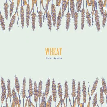 Field of Wheat vector illustration Stock Illustration