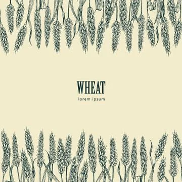 Field of Wheat vector illustration Stock Illustration