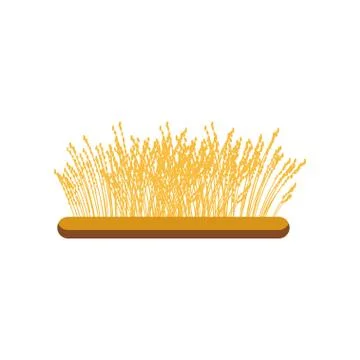Field of wheat vector Illustration on a white background Stock Illustration