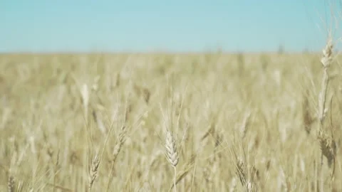 Field of wheat waving due to wind Stock Footage 232674695