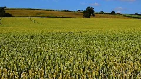 Field of wheat waving in the wind Stock Footage