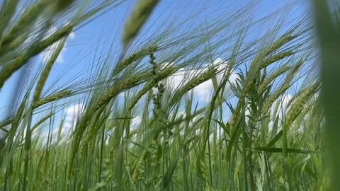 Field with wheat, wind blowing, blue sky with beautiful clouds Stock Footage 270181170