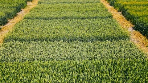 A field where different types of grain c... | Stock Video | Pond5