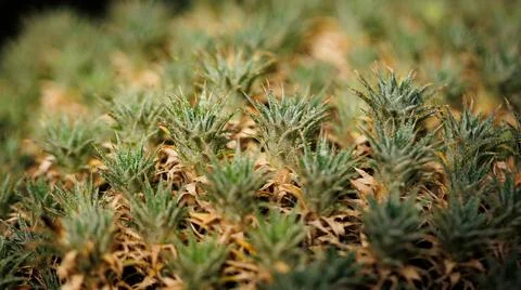 A field where a multitude of pineapples are flourishing Stock Photos
