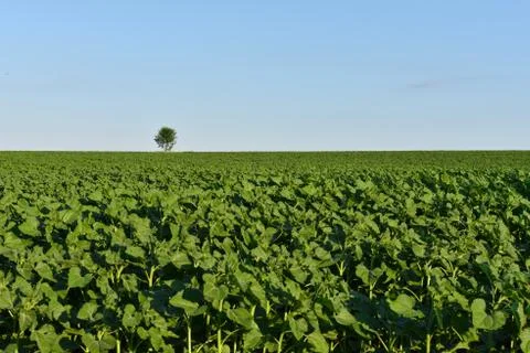 A field on which one tree grows, a summer landscape in sunny warm weathe. Stock Photos