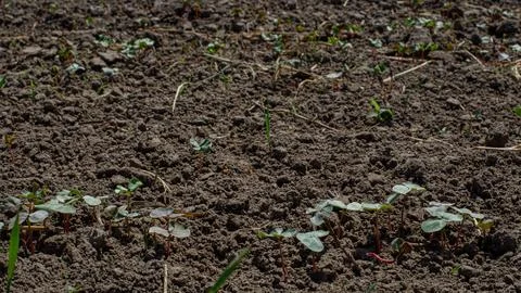 Field in which sprouts begin to sprout Stock Photos