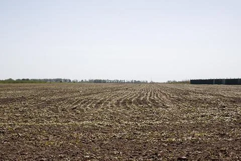 Field in which sprouts begin to sprout Stock Photos