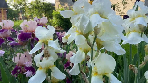 A field of white and red iris flowers, large buds Stock Footage 242842297