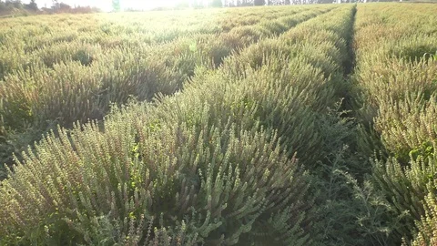 Field of white Basil against bright sun at sunset 스톡 동영상 77622008
