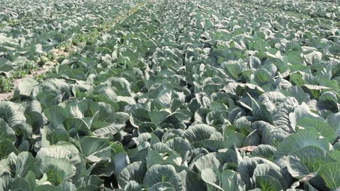 Field with white cabbage. Stock Footage 70866489