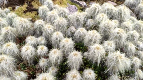 Field of white cacti in the highlands of Cusco, Peru. Vidéo 288629175