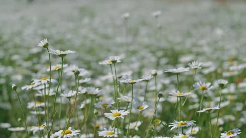 Field of white chamomiles in the wind swaying close up. Concept: nature, flowers Stock Footage 247554131
