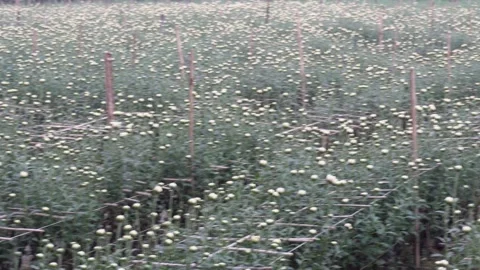Field of white chrysanthemums 스톡 동영상 332558034