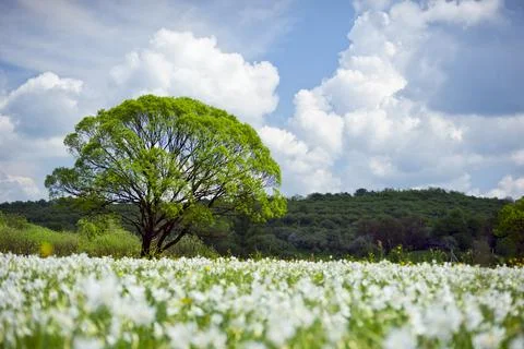 Field of white daffodils Stock Photos