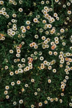 Field of white daisies in bloom Stock Photos