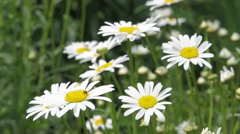 Field of white daisies Stock Footage 11906176
