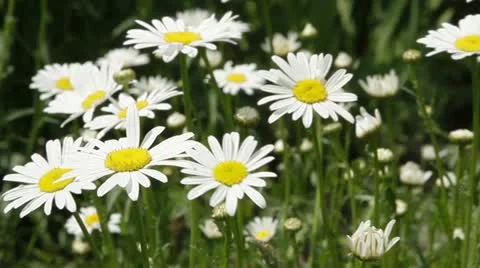 Field of white daisies Stock Footage 11906704