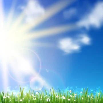Field white daisies. Stock Illustration