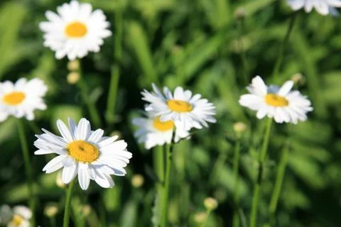 Field of white daisies 스톡 사진