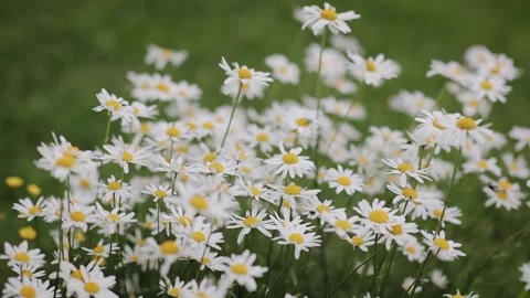 Field of white daisies swaying with wind. Meadow with a lots of chamomiles Vídeo Stock 204123835