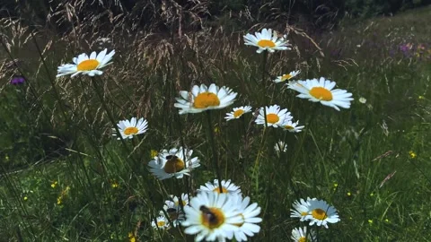 A field of white daisies sways in the wind. Close-up of mountain flowers. Stock Footage 251705039