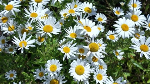 A field of white daisies sways in the wind Stock Footage 344108976