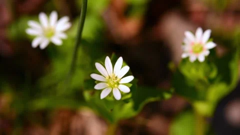 Field of white daisies in wind swaying. Camomille background. Stock Footage 179987802