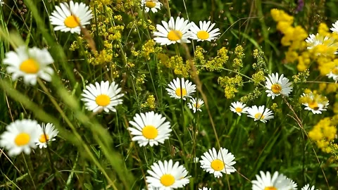 Field of white daisies in wind swaying. Camomille background. Matricaria Galium Stockbeeldmateriaal 201485376