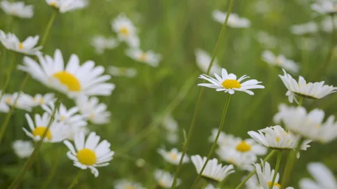 Field of White Daisies in Wind Swaying Close up. White Blooming Chamomile F.. Stockbeeldmateriaal 343579389