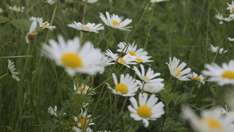 Field of White Daisies in Wind Swaying Close up. White Blooming Chamomile F.. Video stock 343581246