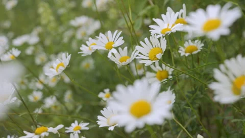Field of White Daisies in Wind Swaying Close up. White Blooming Chamomile F.. Video stock 343581431