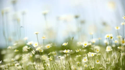 A field of white daisies in the wind sways close-up slow motion. Slow motion Stock Footage 213565606